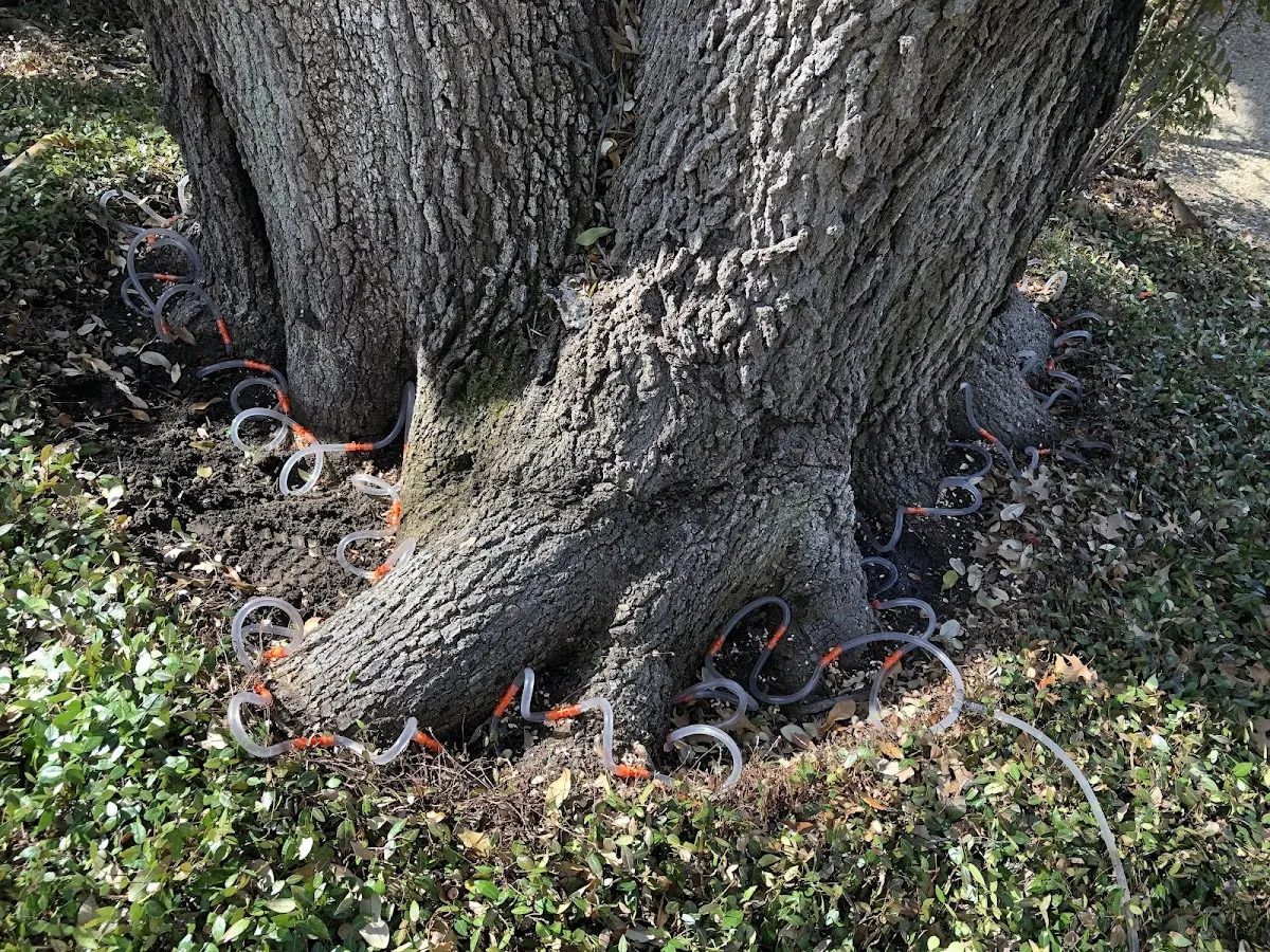 Detailed Tree Cabling and Bracing job site in Mocksville