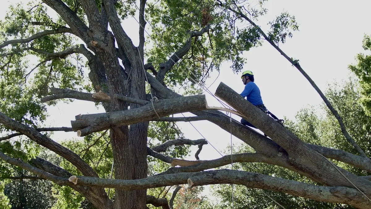 Professional Crown Thinning performed by certified arborists in Mocksville