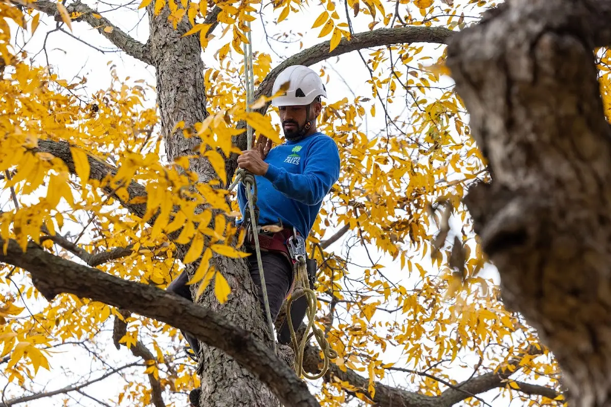 Skilled Tree Transplanting crew working in Mocksville
